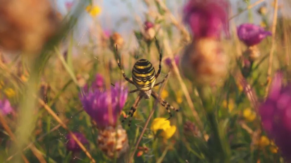 Eine Blumenwiese mit Insekten