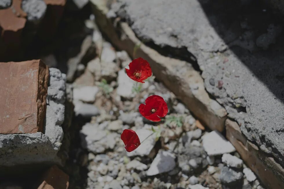 Mohnblumen wachsen auf Geröll